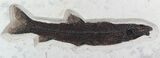 Rare, Long Notogoneus Fish Fossil - Wyoming #47549-1